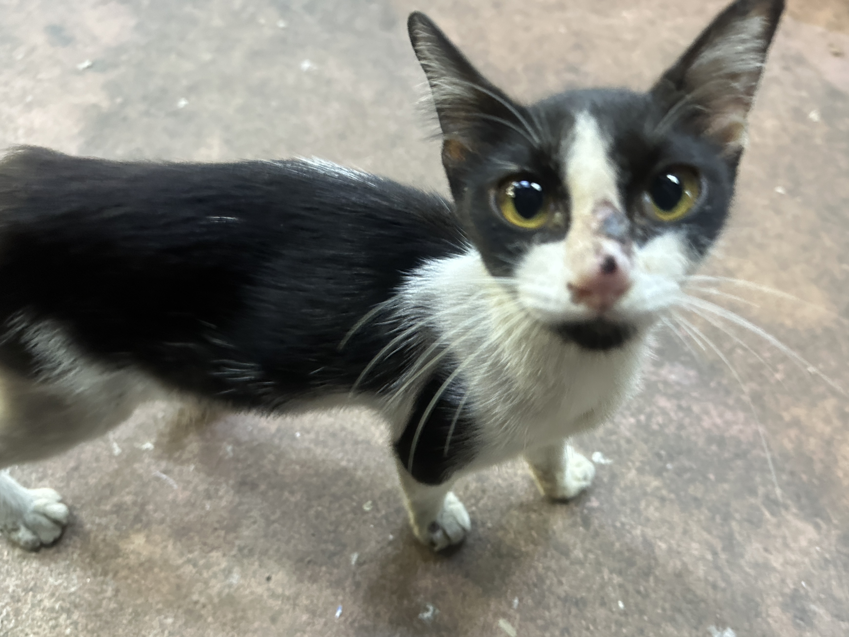 cute cat @ 7e